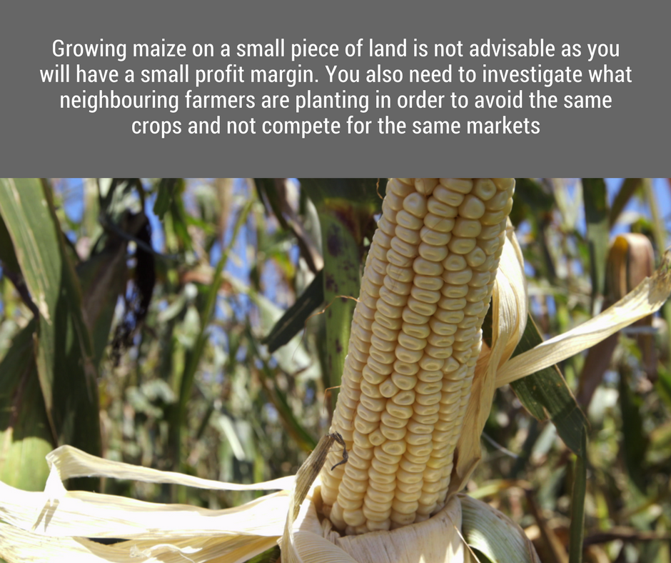 Initially, he wanted to grow maize on his once acre, but there are several reasons why this is not a good idea.
